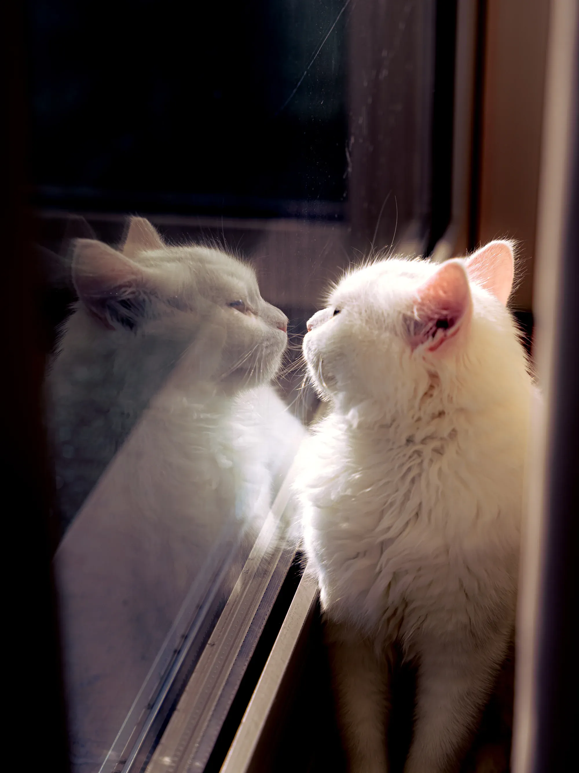 Cat Photography